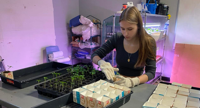 Metro Greenhouse, a student transfers some plants into milk cartons.