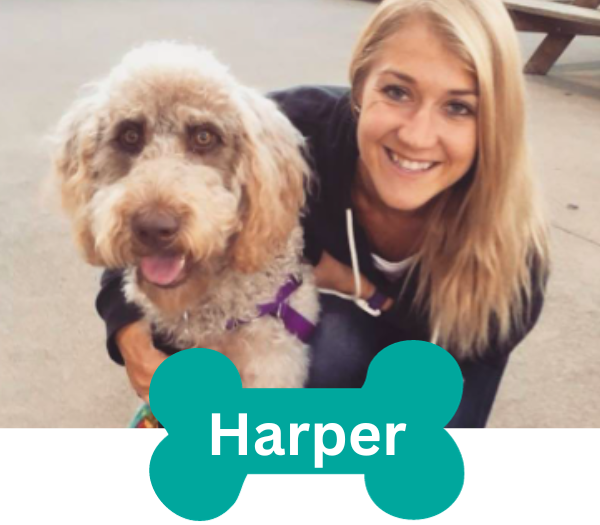 Image of therapy dog Harper