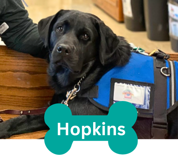 Image of Hopkins the therapy dog
